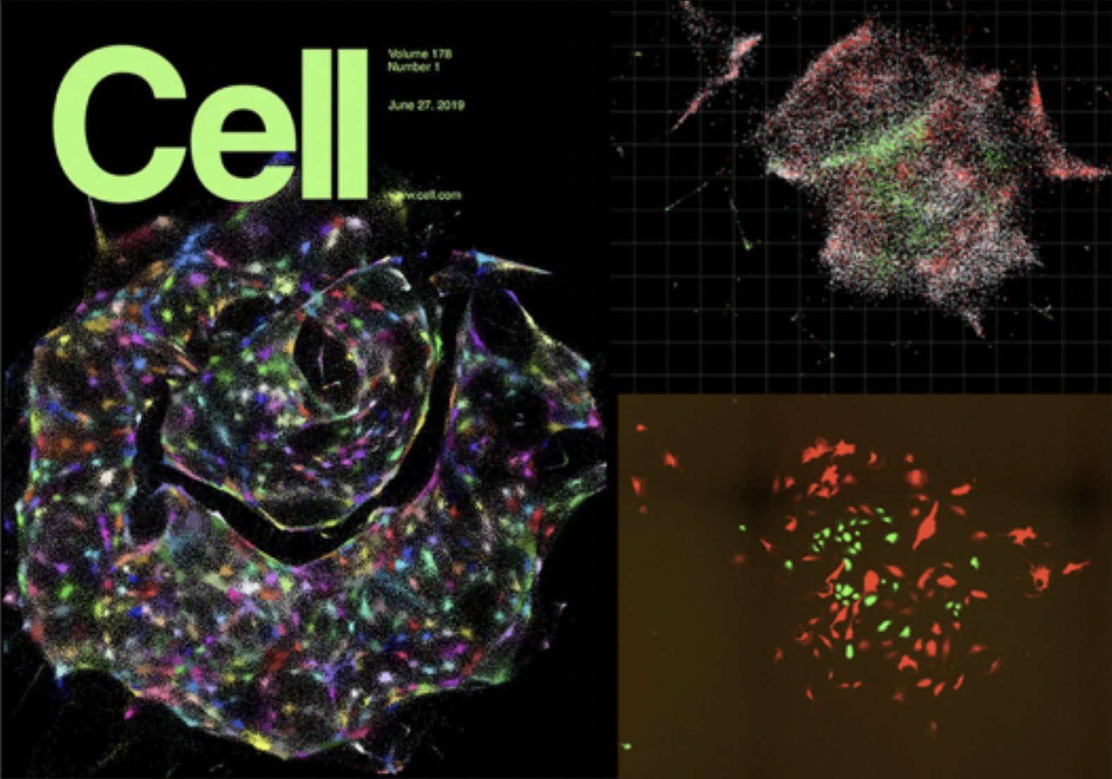 DNA Microscopy Visualization