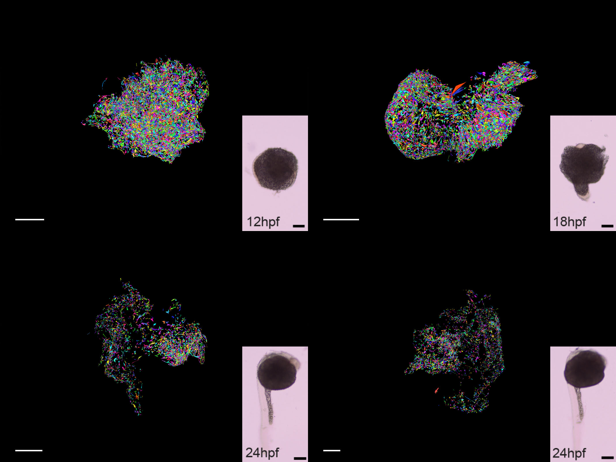 xVDM on 4 embryos